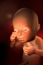 Week 27 in Fetal Development - Third Trimester