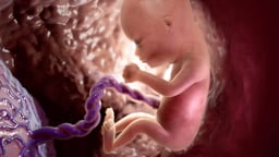 Overview of the First Trimester of Pregnancy