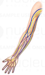 Anatomy of the Nerves, Arteries and Veins of the Arm (Upper Extremity)