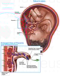 Maternal and Fetal Circulation