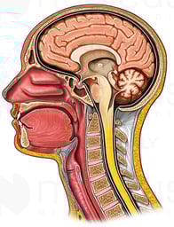 Cut-away view of Head
