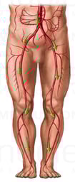 Blood Flow from the Aorta - Artery Circulation of the Legs