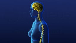 Spinal Cord Orientation - Female Version