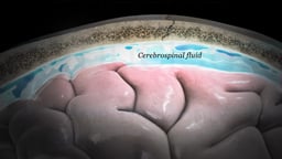 Cerebrospinal Fluid within Cross-Section of the Skull