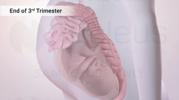 End of Third Trimester: Fetus In Utero