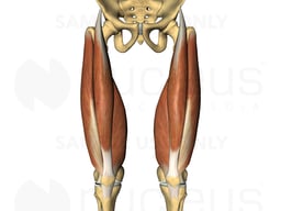 Quadriceps