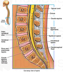 Anatomy of the Lumbosacral Spine