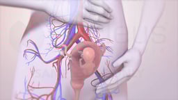 End of First Trimester: Maternal Circulation and Fetus in Utero