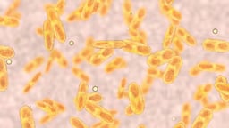 Microscopic View of Bilirubin in Blood