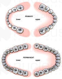 Comparison of Primary (Baby) and Permanent Teeth
