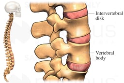 Intervertebral Disks of the Spine
