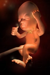 Week 26 in Fetal Development