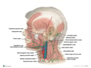 Lymph Vessels and Nodes of the Lateral Head and Neck