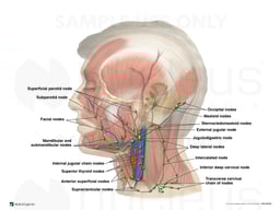 Lymph Vessels and Nodes of the Lateral Head and Neck