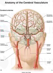 Anatomy of Cerebral Vasculature