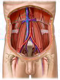 Posterior Abdominal Wall and Abdominal Vessels
