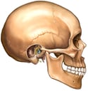 Skull with Middle Ear Cut-away, Lateral View