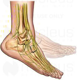 Foot Flexion with Bones and Nerves, Lateral View