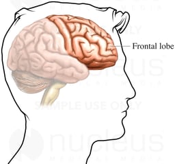 The Frontal Lobes of the Brain