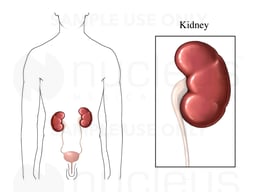 The Kidneys: Male