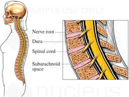 Cervical Spine: Sagittal Cut-away View