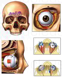 Anatomy and Movement of the Eye