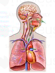 Oxygenation and Circulation to the Brain, Anterior Male
