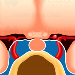 Brain Diagram with Pituitary Gland, Detail