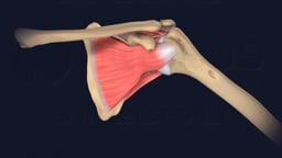 Anterior Shoulder Joint with Subscapularis Muscle