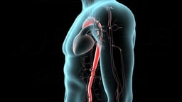 Left Lateral View of the Aorta