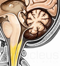 Brain: Pons and Cerebellum, Sagittal View