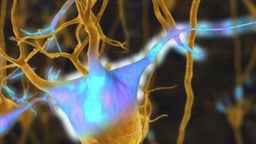 Nerve Cell (Neuron) Anatomy