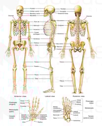 Anatomy of the Skeletal System