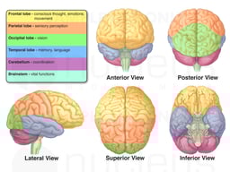 Anatomy of the Brain