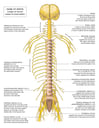 Anatomy of the Nervous System