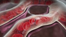 Close-Up of Capillaries and Alveoli in Lungs