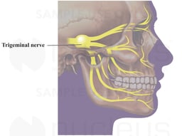 Cranial Nerve V - The Trigeminal Nerve