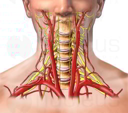 Arteries and Nerves of the Head and Neck
