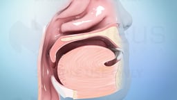 Understanding Head and Neck Cancer