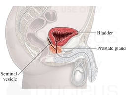 Structures Pictured by Pelvic Ultrasound: Male