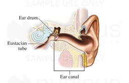Ear Canal