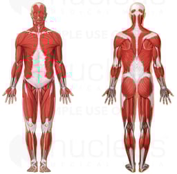 Anatomy of the Muscular System
