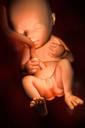Week 20 in Fetal Development - Gender Determined (Female)