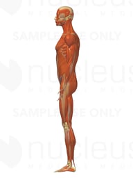 Lateral Male Muscular System