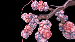 Alveoli and Bronchioles in the Lungs
