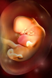 Week 06 in Fetal Development - Heart Beat