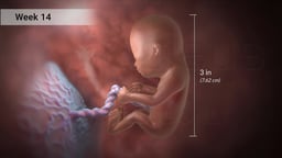 Fetus at Week 14 of Pregnancy