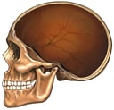 Adult Skull Cut-away without Brain, Lateral View