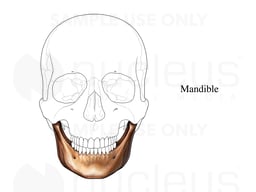 Mandible