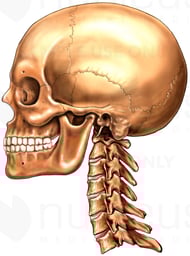 Adult Skull and Cervical Vertebrae, Lateral View